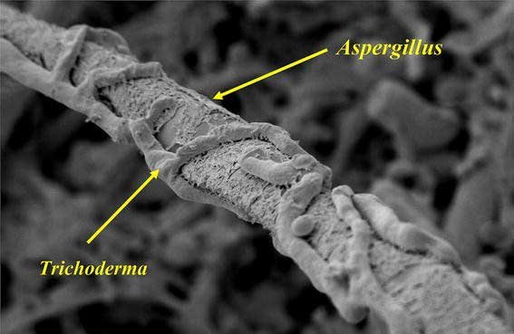 Fungicida Trichoderma Sp Control biológico